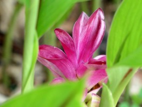 北方名贵花卉品种与斗南花卉市场的邂逅中国斗南花卉